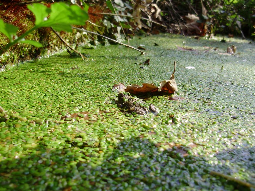 Tipologie di habitat dell''ululone nella collina atesina
